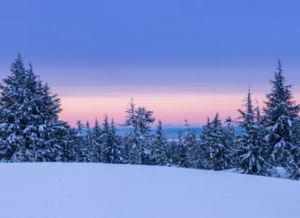 Snowy trees on a snowy mountain at sunset