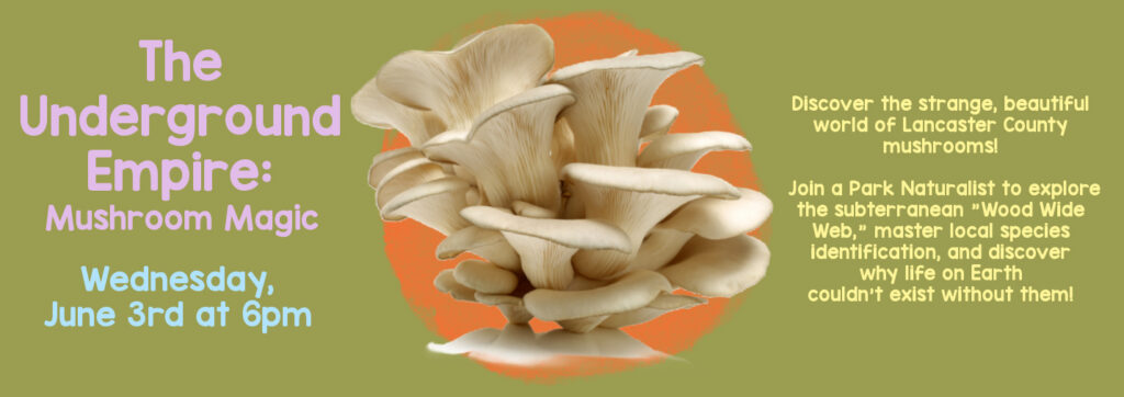 The Underground Empire: Mushroom Magic. Wednesday June 3rd at 6pm. Discover the world of Lancaster County Mushrooms. Multicolored text on a green background.